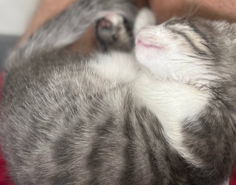 Котёнок, ласковая девочка ищет дом 4