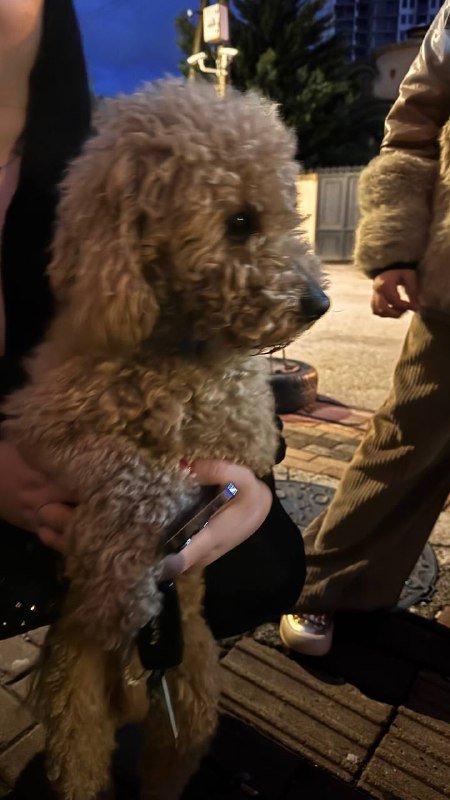 Потеряшка пес