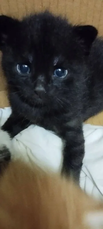 Котята разных окрасов 1
