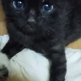 Котята разных окрасов 1