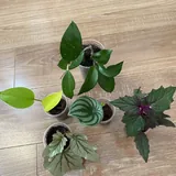 Комнатные растения 3
