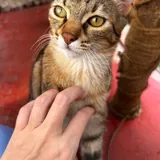 Кошка Хлоя 3