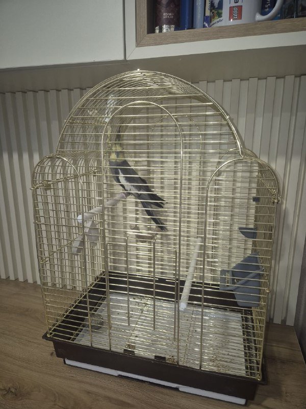 Попугай корелла с клеткой 2