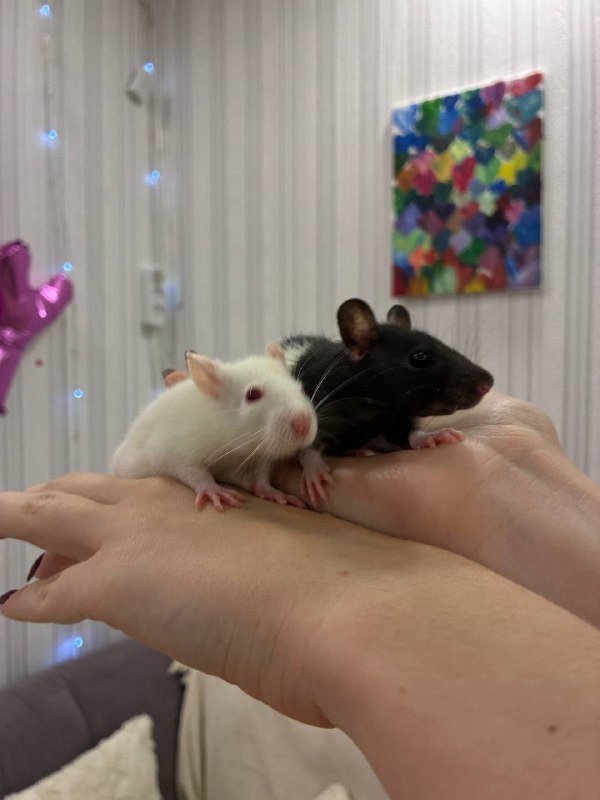 Две маленькие крысы девочки 2