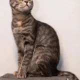 Кошка Смоки, 9 месяцев 2