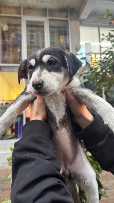 Щенок девочка для дома, корм и пеленки 4