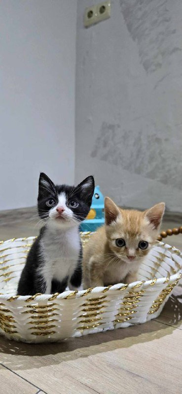 Котята мальчики