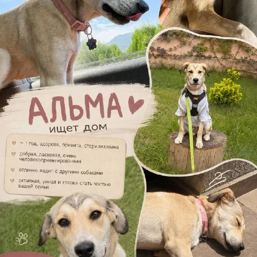 Альма ищет дом