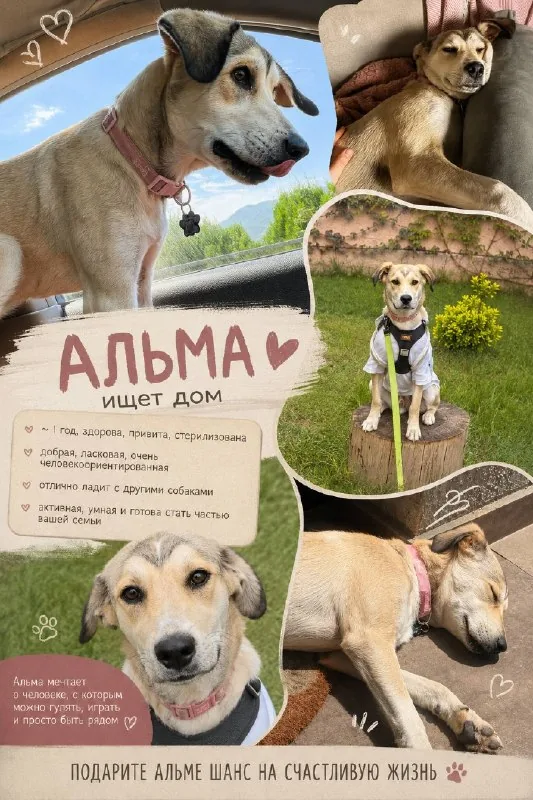 Альма ищет дом