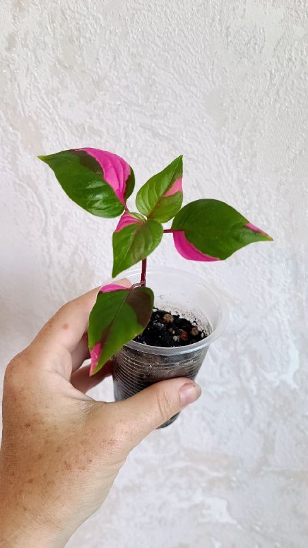 Гипоэстес розовый, Альтернатера, Традесканция Роза Триколор, Колеус Малифесента, Пилея Кадье, Традесканция Нанук, Альтернатера 2 черенка, Монстера Адансона 2 черенка 2