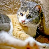 Чупа, трехцветная кошка 2