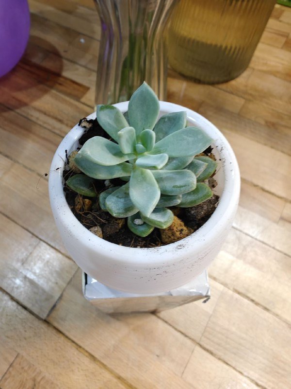 Малыши суккулентики 2