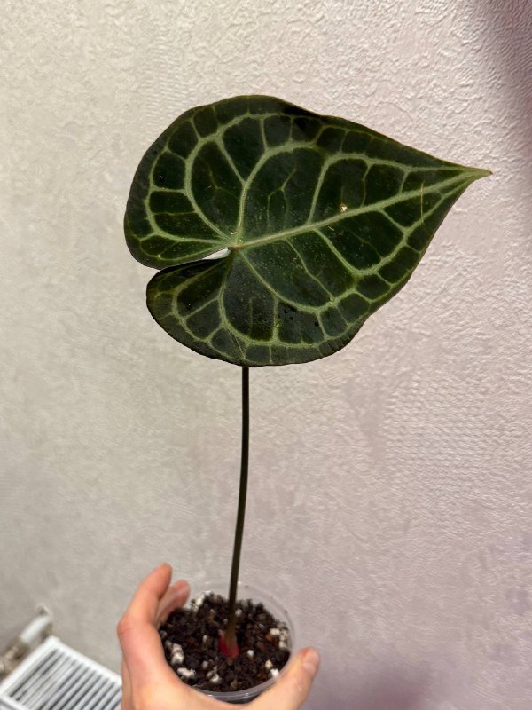 Черенки антуриум жильчатый взрослый, молодой, детки 1