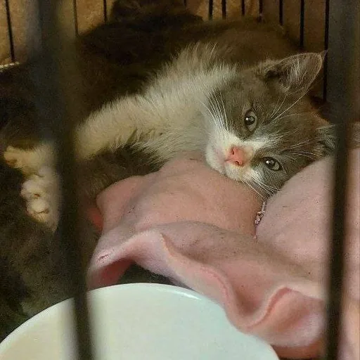 Котёнок Барни