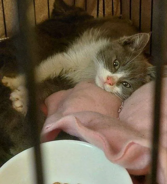 Котёнок Барни 1