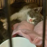 Котёнок Барни 1