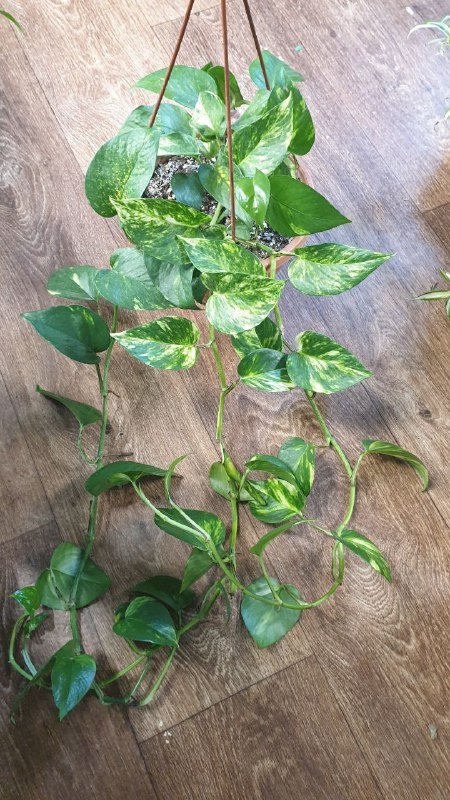 Монстера, Сциндапсус, Филодендрон, Алоказия, Розмарин, Лимон 7