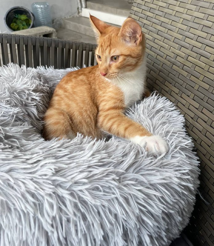 Котята 4 месяца, в добрые руки