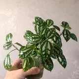 Растения, цветы, фикус Черный Принц, хатиора, пиллея 5