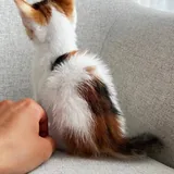 Котенок 5