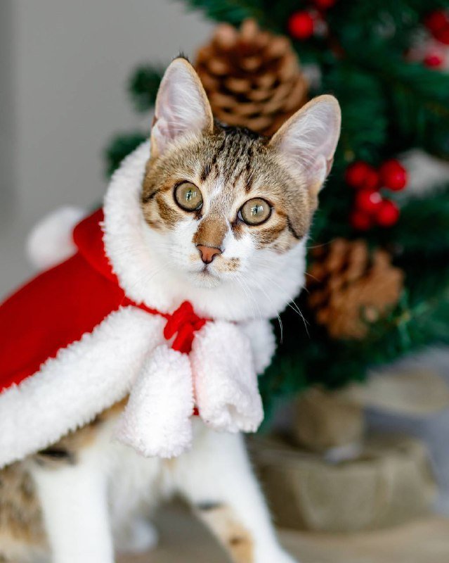 Котёнок Веня для нового дома 4