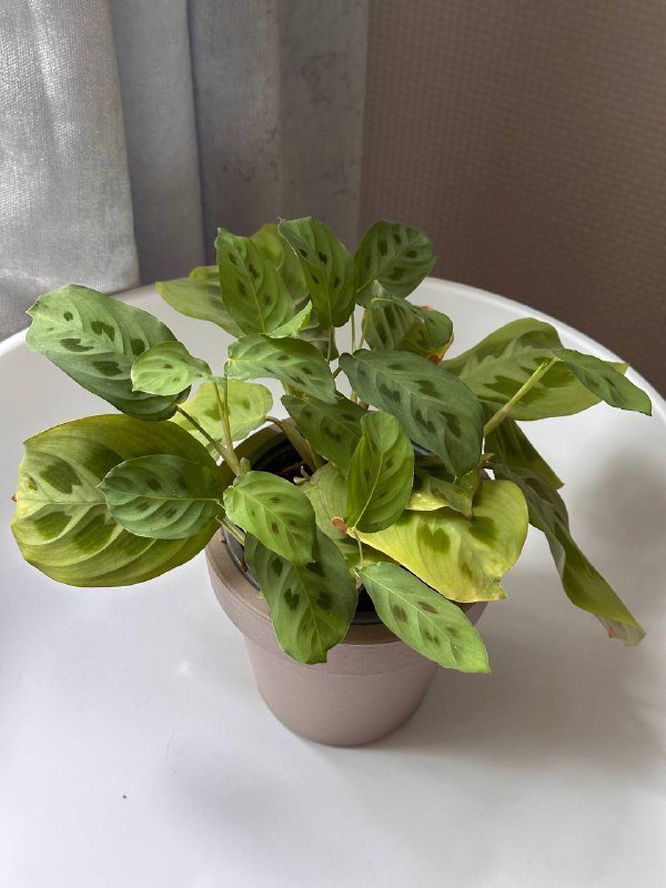 Пилея и Маранта комнатные цветы 6