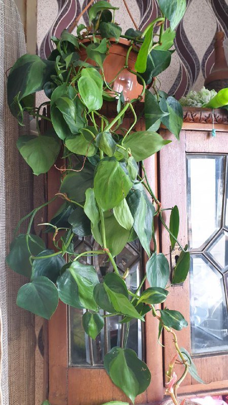 Монстера, Сциндапсус, Филодендрон, Алоказия, Розмарин, Лимон 3