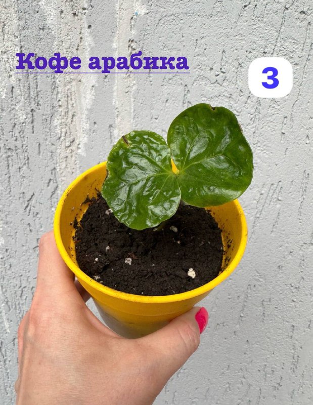 Традесканция зебрина, кофе арабика, цитрус цветы в горшках 3