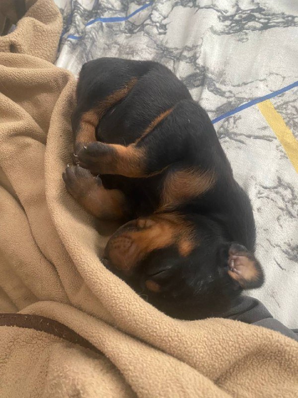 Щенки Добермана 3 мальчика и 1 девочка