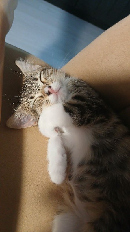 Котенок девочка Сулико ищет дом