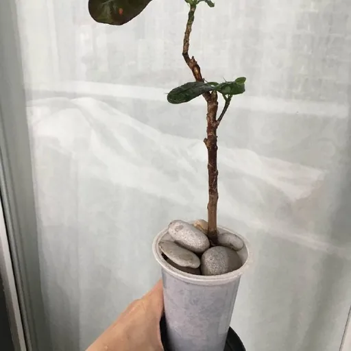 Комнатное растение
