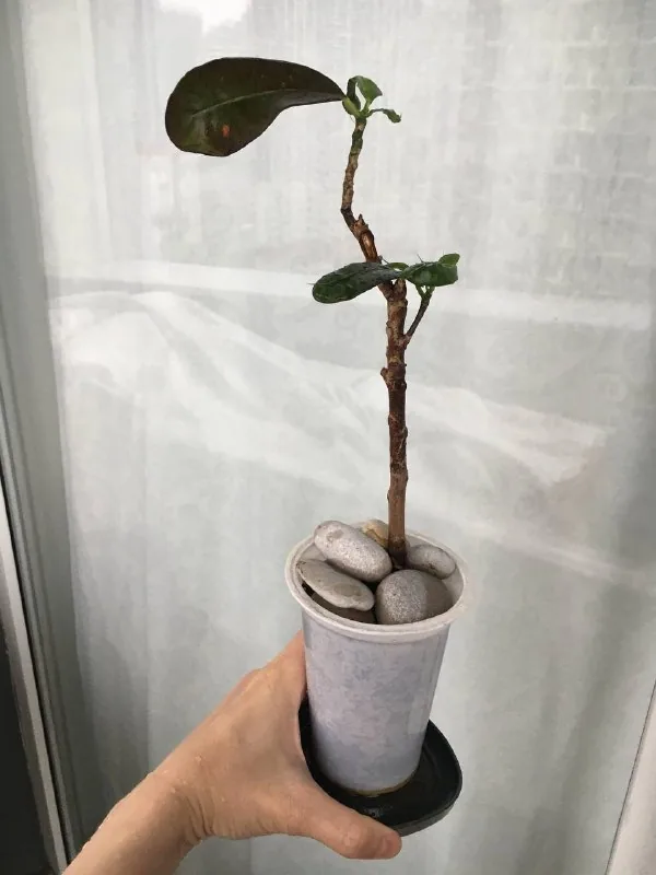 Комнатное растение