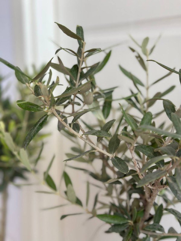 Дерево Олива 55 см без горшка 2