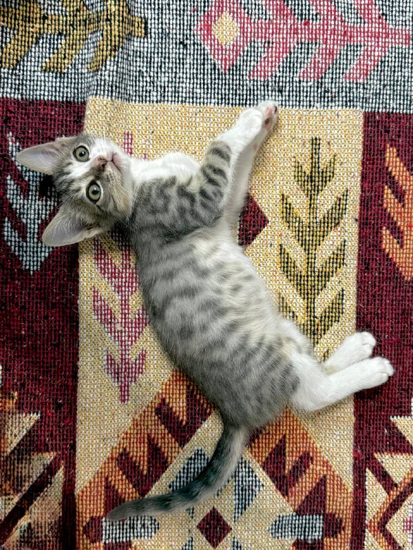 Котенок мальчик приучен к лотку 2