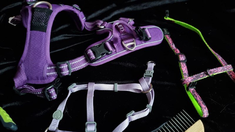 Набор амуниции для кошек и собак шлейки, расческа, кусачки 3