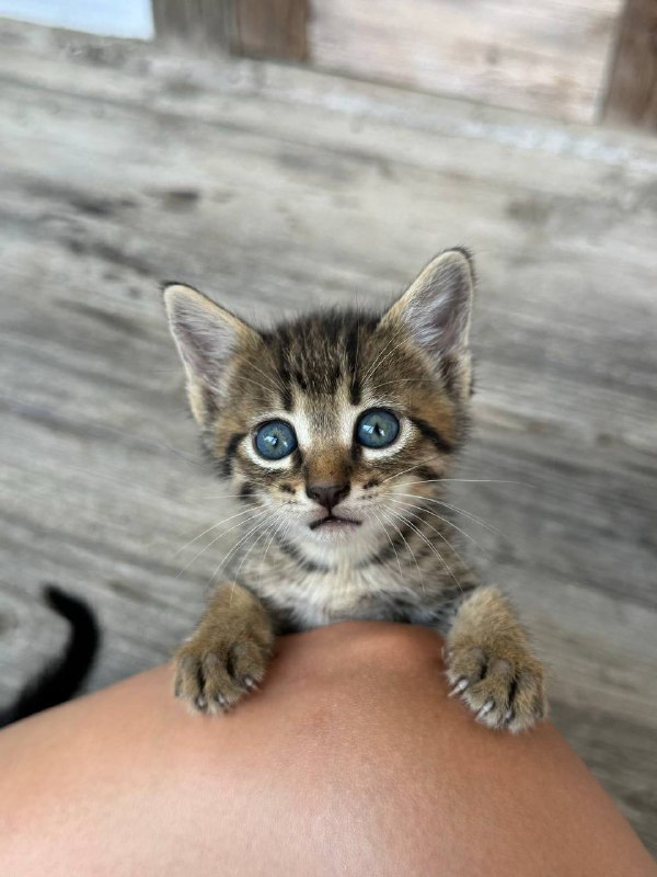 котята полосатые и чёрный