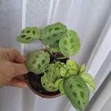 Комнатные растения 6