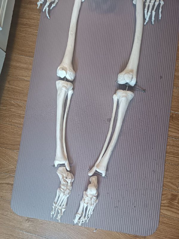 Анатомический скелет человека 170 см 2