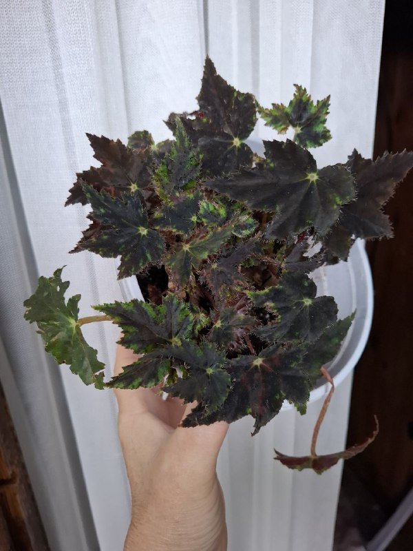 Монстеры, строманта, бегония, папоротник, традесканция, суккуленты, каланхоэ 6