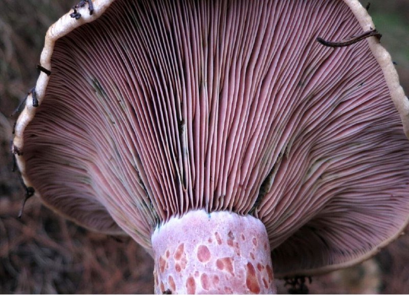 грибы рыжики белые из леса Тбилиси 3