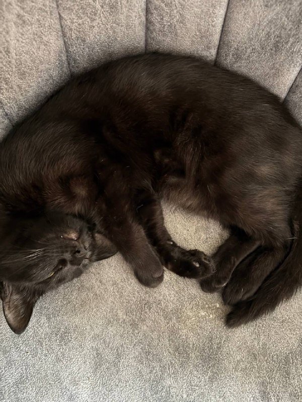 Кошка 7-8 месяцев в добрые руки 4