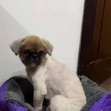 Маленький пекинес, 3 года 1