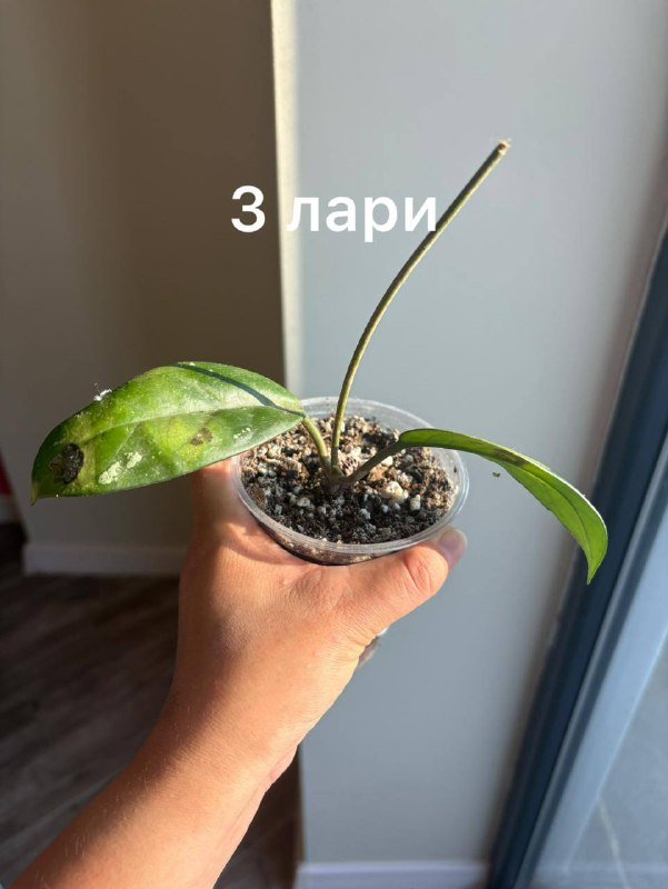 коллекция домашних цветов 9