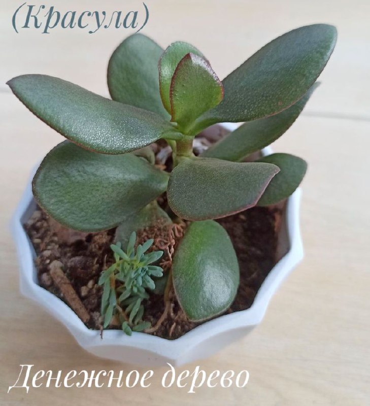 Декабрист, Красула Голлум, Суккуленты, Денежное дерево 7