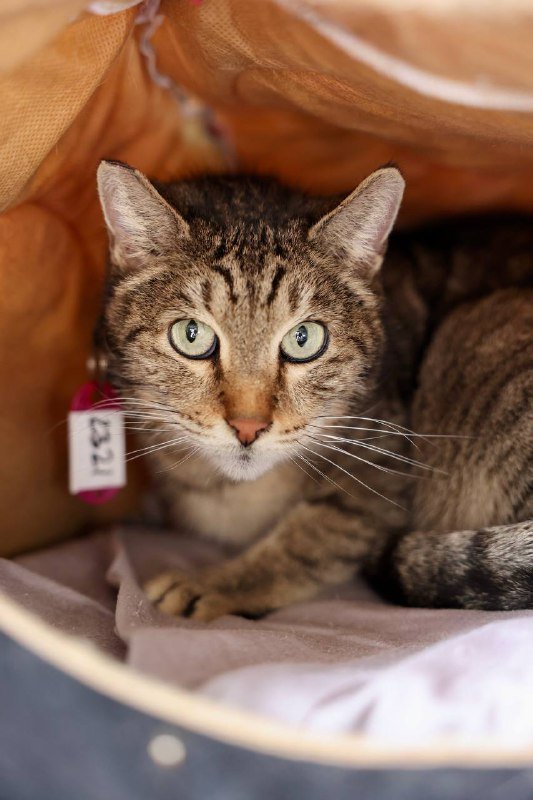 Кошечка Тиша ищет дом передержку