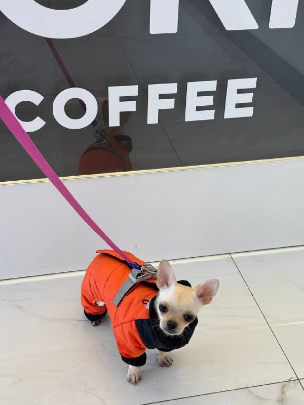 Комбинезон для собак мелких пород зимний 4