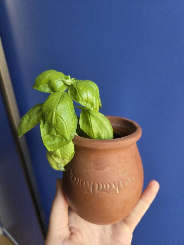 Базилик и дикий мох