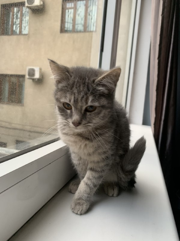 Котята 5 месяцев, мальчик и девочка 2