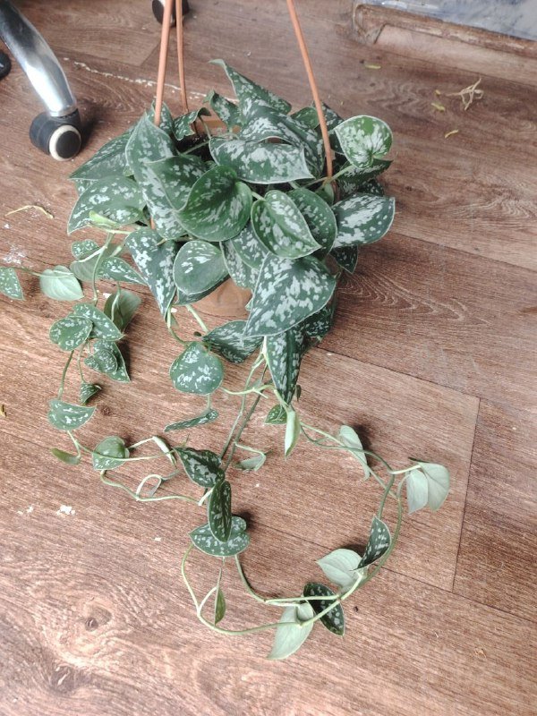 Сциндапсус, Нолина