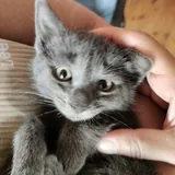 Серая кошечка-котенок 3